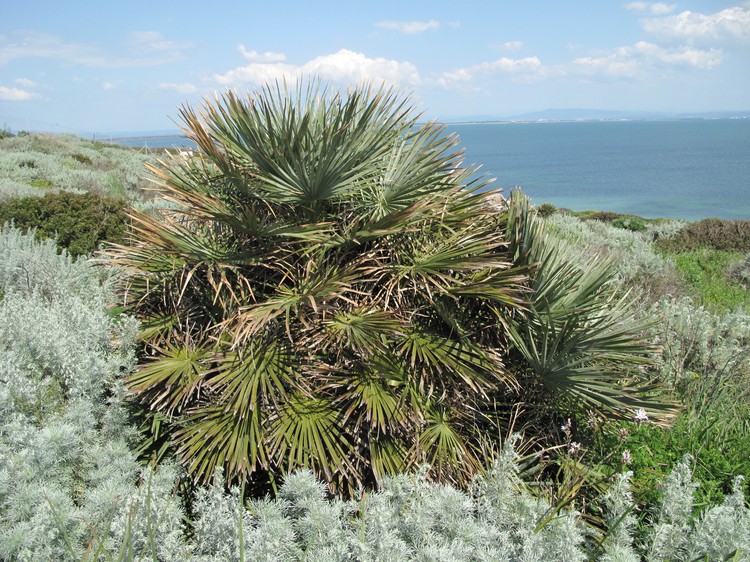 Chamaerops humilis